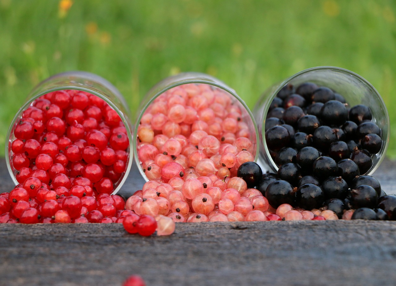currant-1560383_1280 (1)